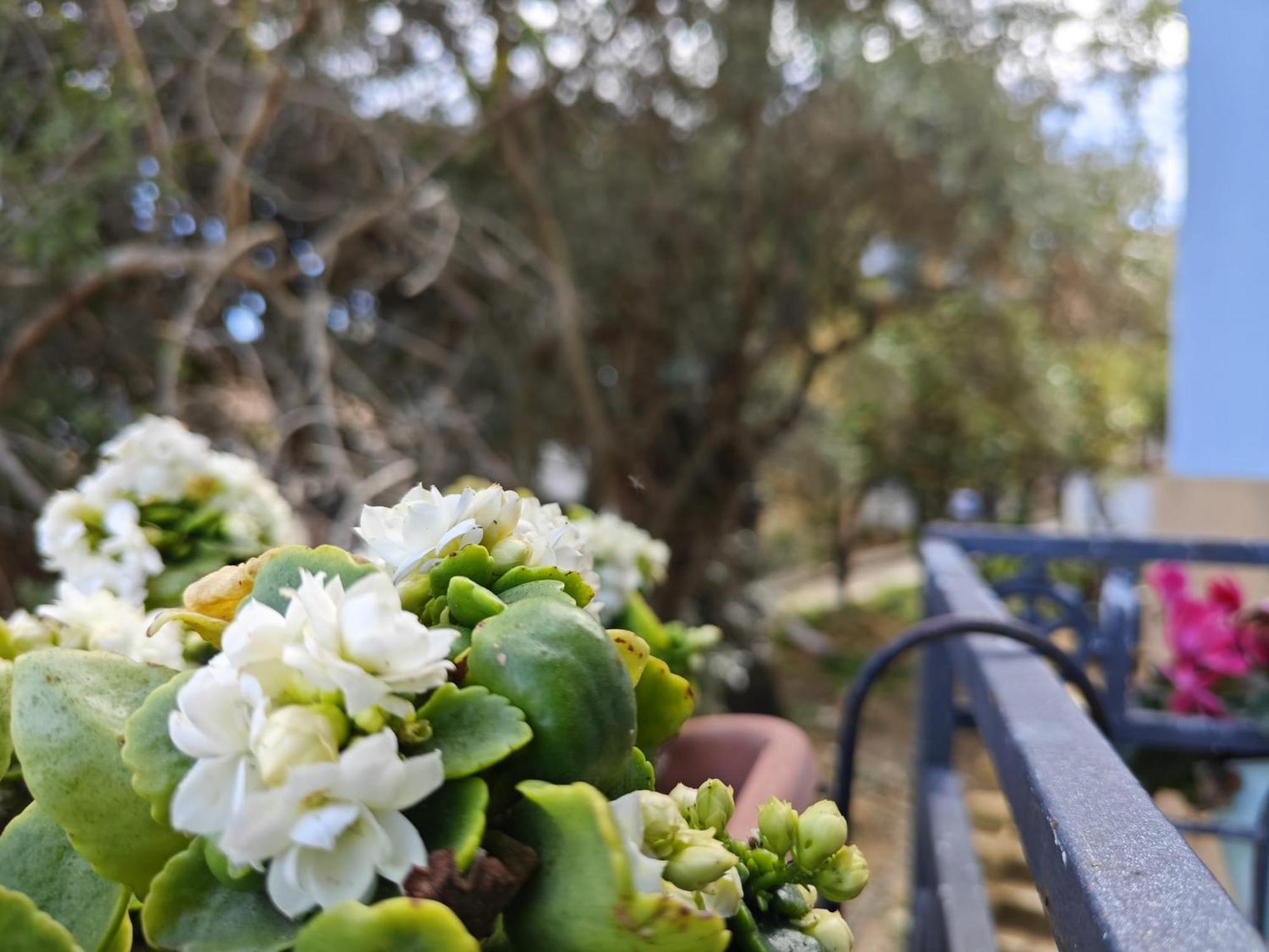 Villa Amoroso - Ospitalita Mediterranea Αγκριτζέντο Εξωτερικό φωτογραφία