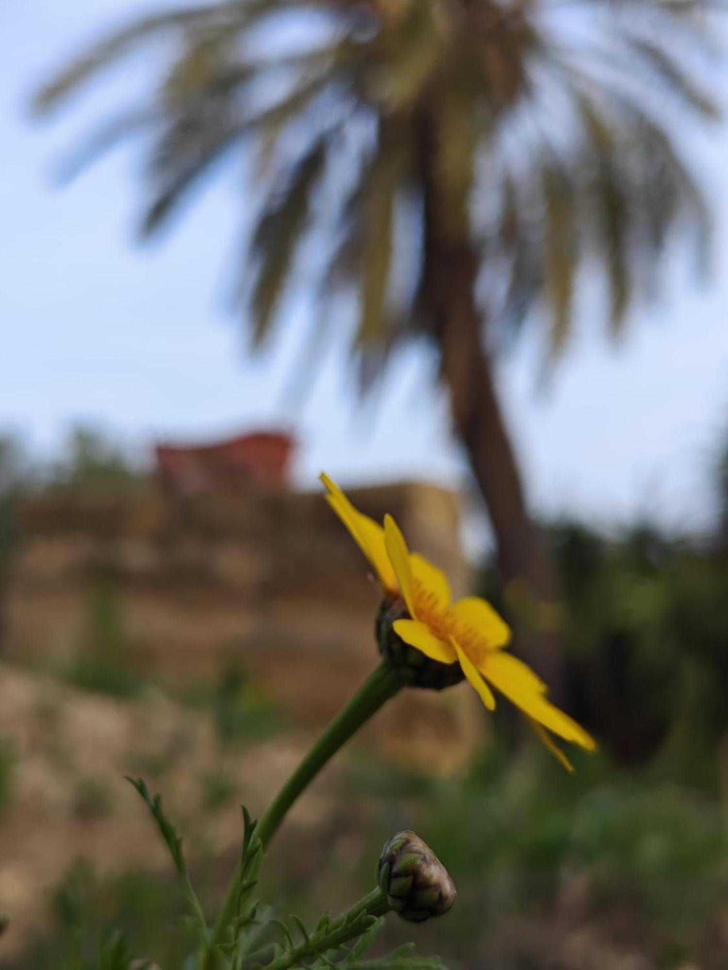Villa Amoroso - Ospitalita Mediterranea Αγκριτζέντο Εξωτερικό φωτογραφία