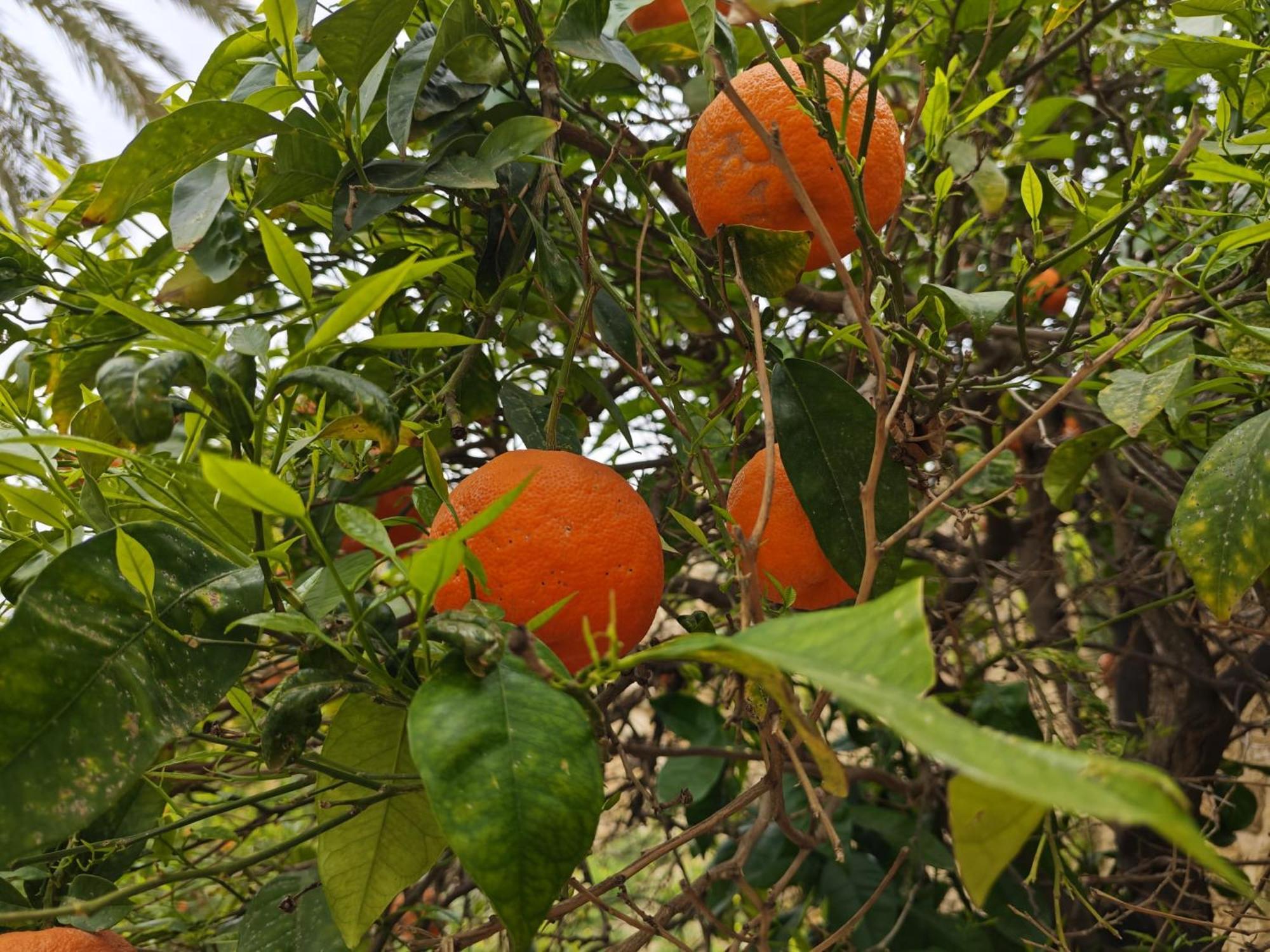 Villa Amoroso - Ospitalita Mediterranea Αγκριτζέντο Εξωτερικό φωτογραφία